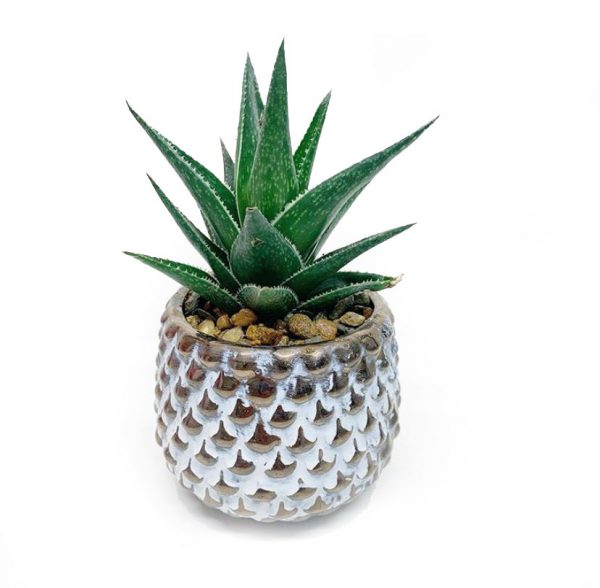 Reign Pot with Succulent