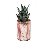 Romance Pot with Succulent