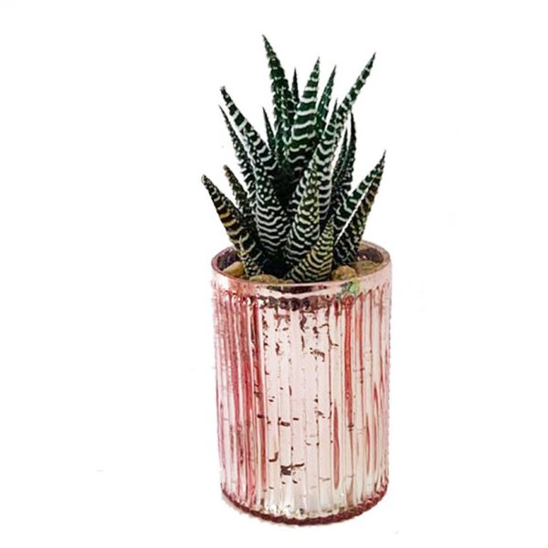 Romance Pot with Succulent