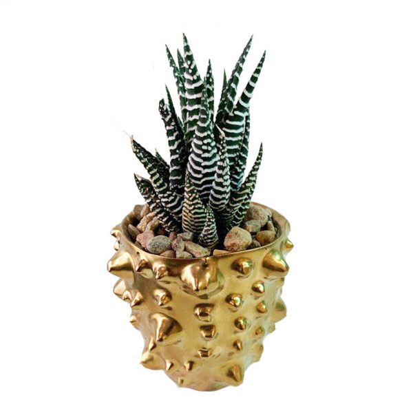 Nox Pot with Succulent