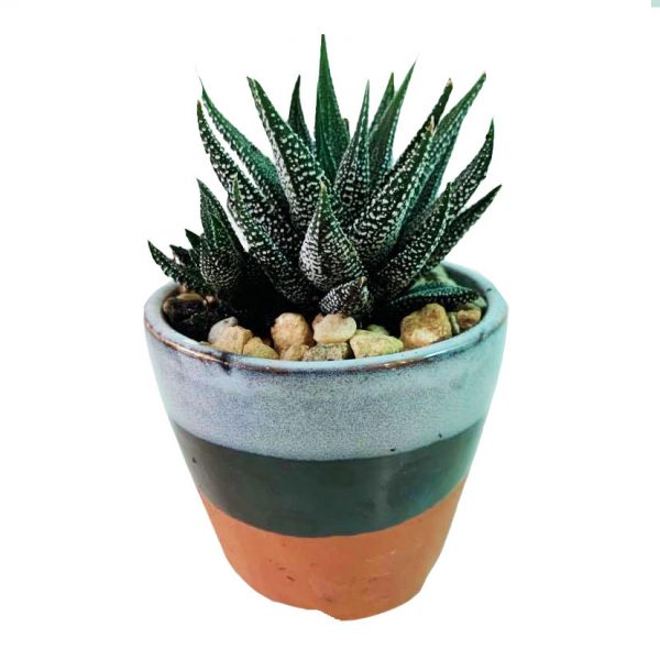 Aztec Pot with Succulent