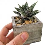 Tiny Wood Box with Succulent - Image 2