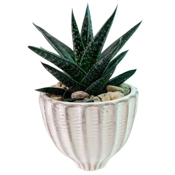 Tweed Vase with Succulent
