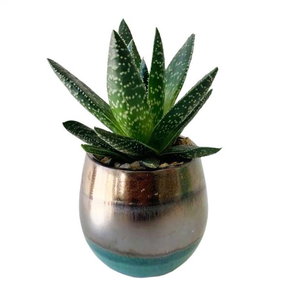 Modani with Succulent