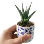 Dolly with Succulent - Image 2