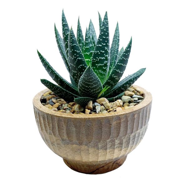 Bali Bowl