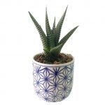 Dolly with Succulent