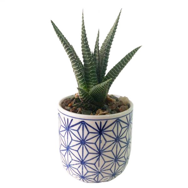 Dolly with Succulent