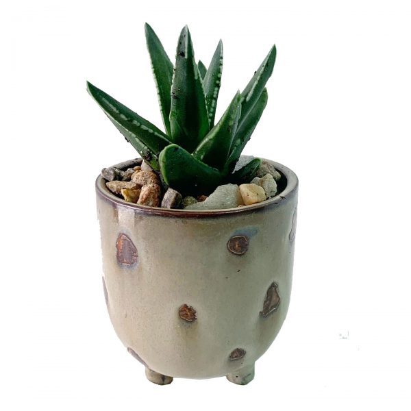 Ziggy Pot
