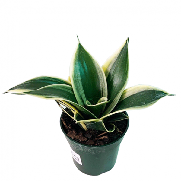 Birds Nest Sansevieria - Image 2