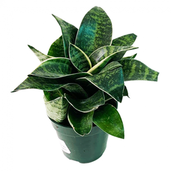 Birds Nest Sansevieria - Image 3