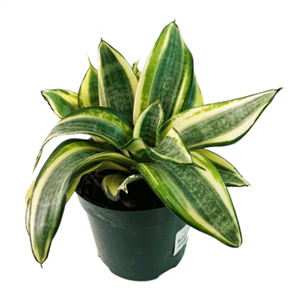 Birds Nest Sansevieria - Image 4