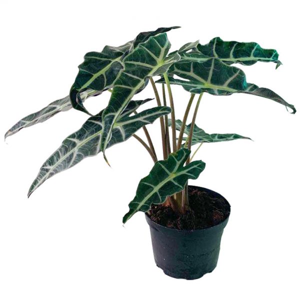 Alocasia Sanderiana