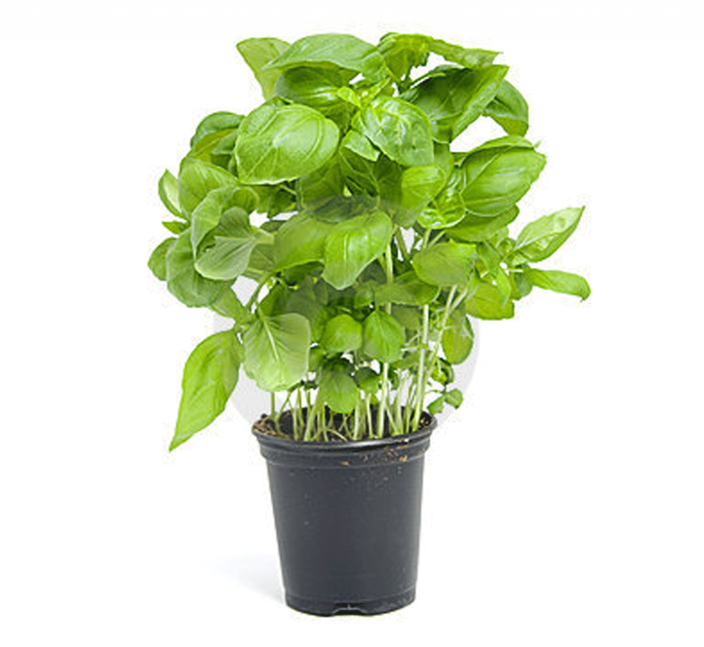 Basil - MICRO PLANT STUDIO