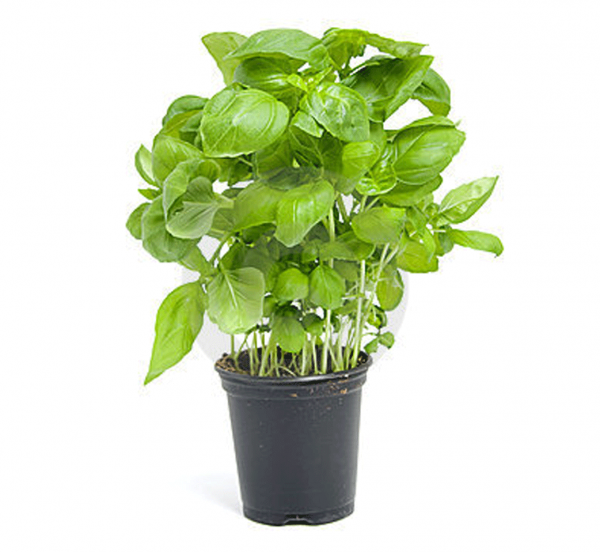 Basil