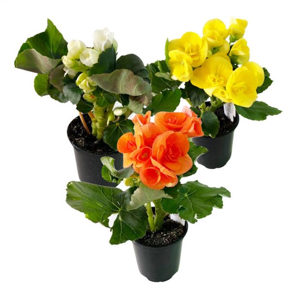 Begonia Rieger 4"