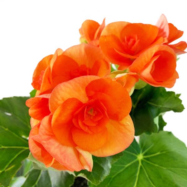 Begonia Rieger 4" - Image 7