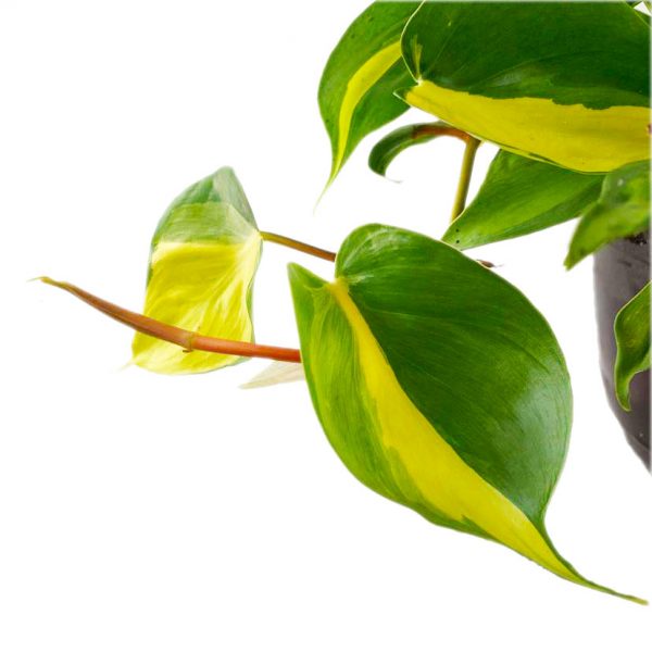 Pothos in a Hanging Macrame - Image 4