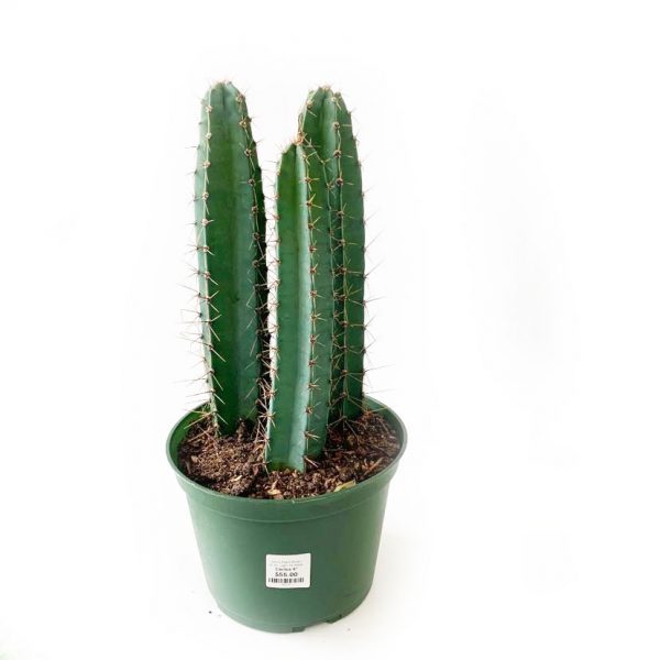 Cactus 05