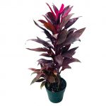 Cordyline Red