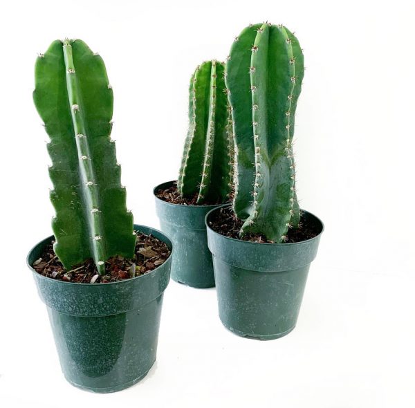 Peruvian Cactus