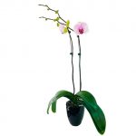 ORCHID 04: DOUBLE STEM