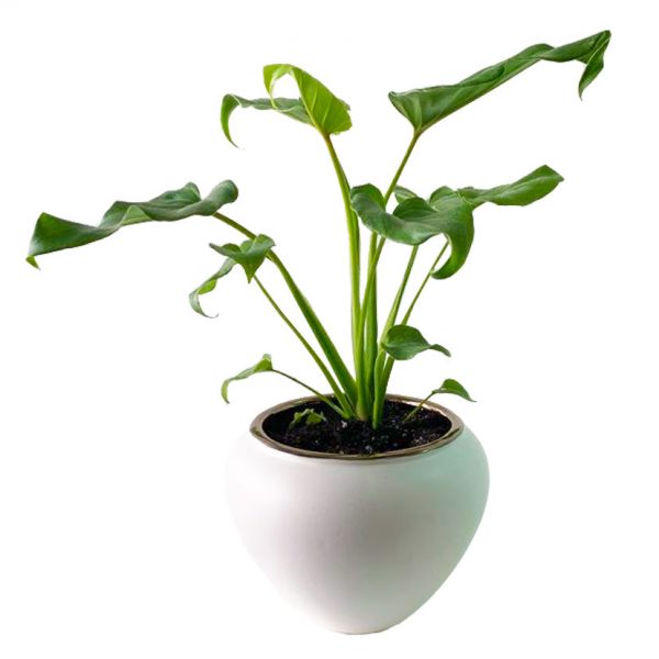 Philo Deva Ju in Mood Pot