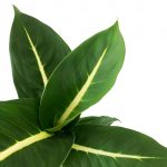 Dieffenbachia Oerstedii - Image 2