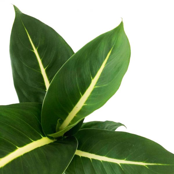 Dieffenbachia Oerstedii - Image 2