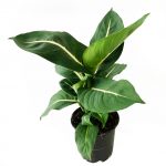 Dieffenbachia Oerstedii