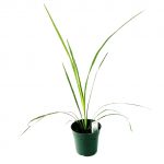 Dracena Spikes