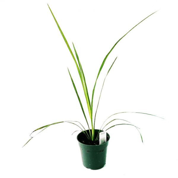 Dracena Spikes