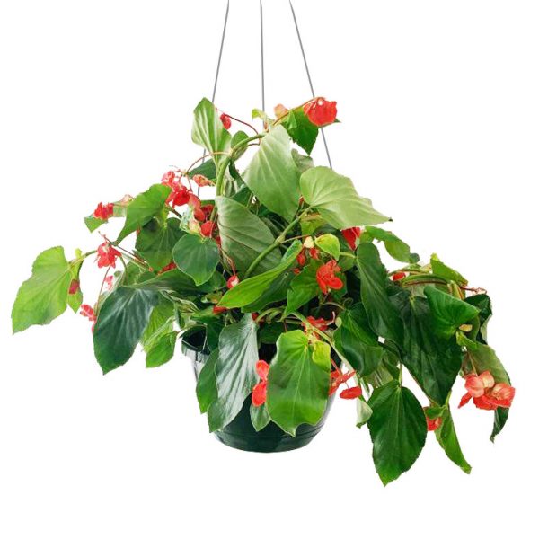 Dragon Wing Begonia