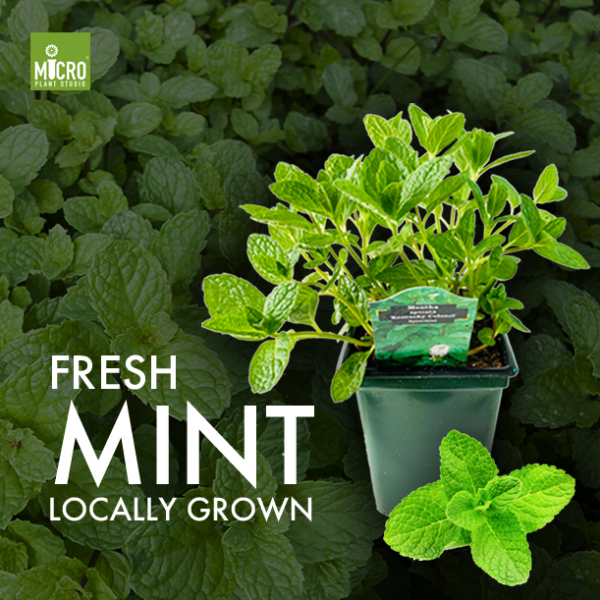 Peppermint - Image 3