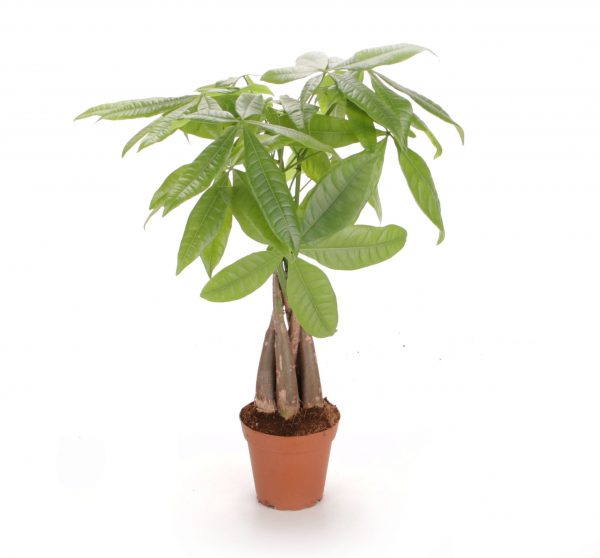 Money Tree