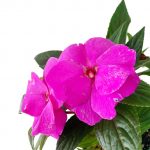 New Guinea Impatiens Pink - Image 2