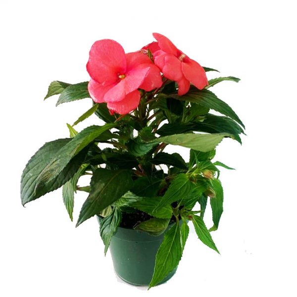 New Guinea Impatiens Peach