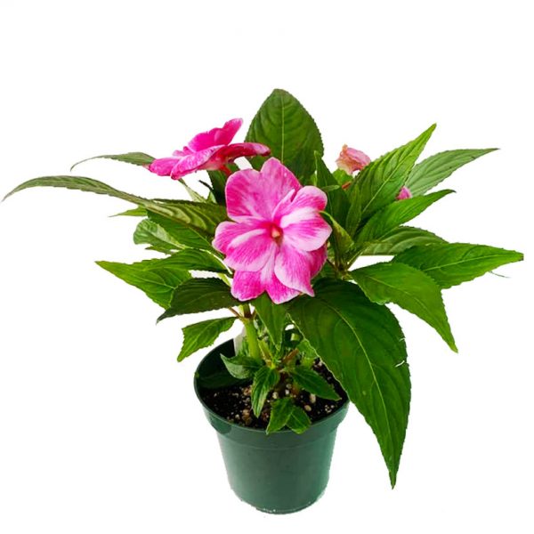 New Guinea Impatiens Pink