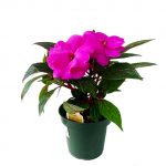 New Guinea Impatiens Pink