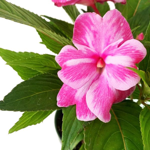 New Guinea Impatiens Pink - Image 2