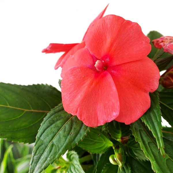 New Guinea Impatiens Peach - Image 2