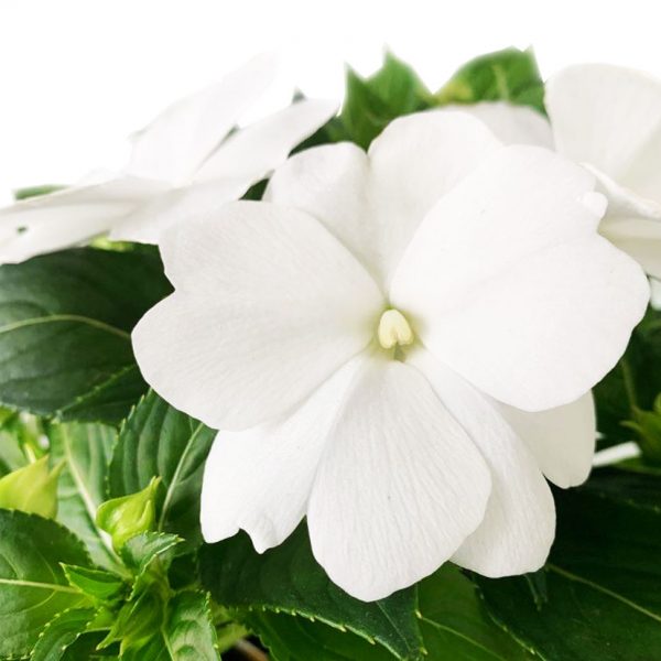 New Guinea Impatiens White - Image 2
