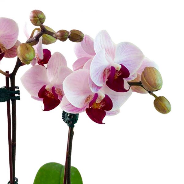 ORCHID 01: DOUBLE STEM - Image 2