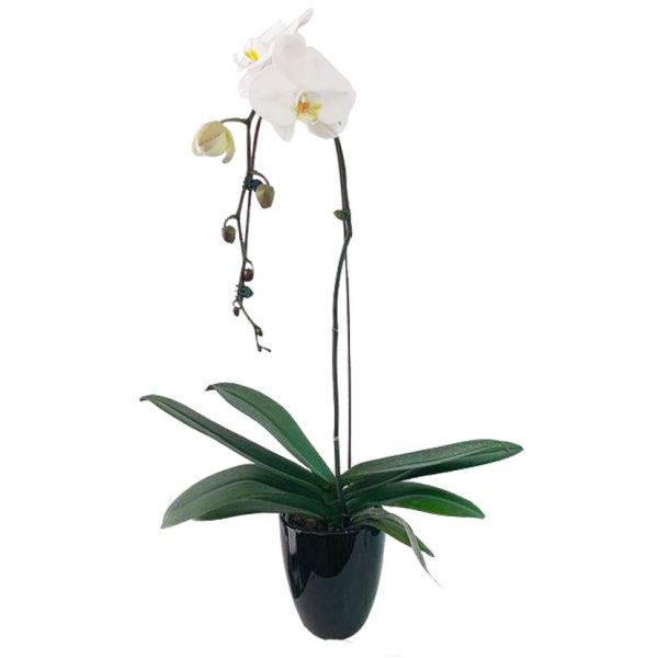 ORCHID 02: CASCADING