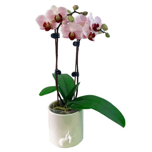 ORCHID 01: DOUBLE STEM