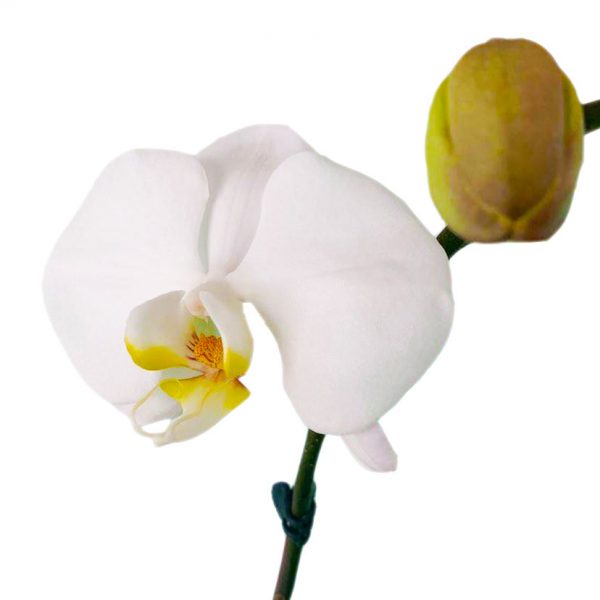 ORCHID 05: DOUBLE STEM - Image 2
