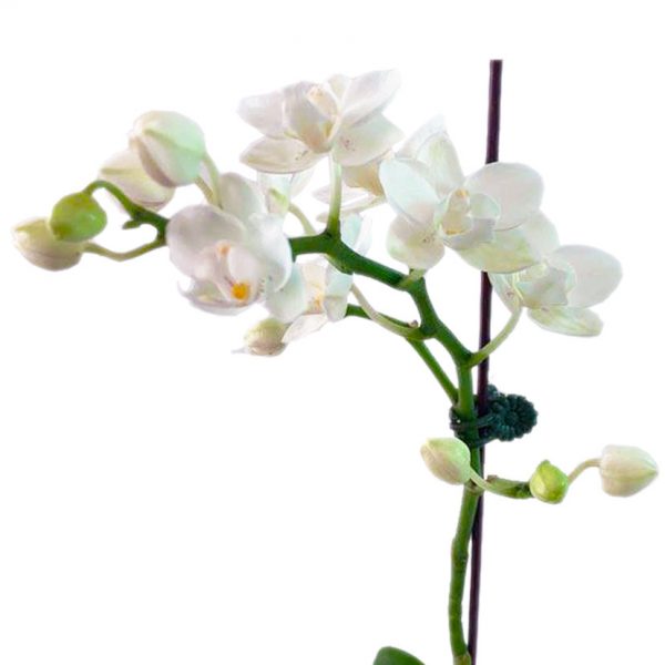 ORCHID 03: SMALL 2" - Image 2