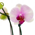 ORCHID 04: DOUBLE STEM - Image 2