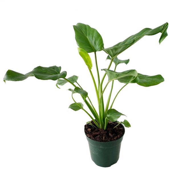 Philodendron Deva Ju