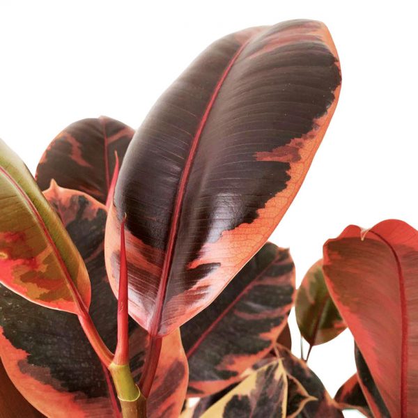 RUBBER PLANT PINK - Image 2